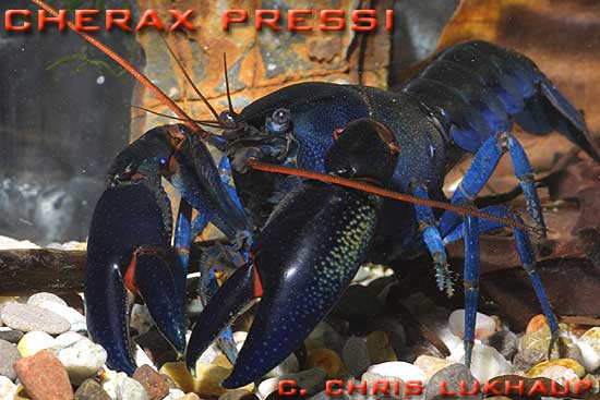 CheraxPreissi2.jpg