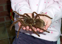 bird-eater-spider-picture.jpg