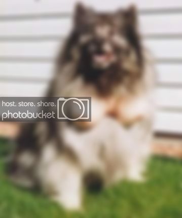dog_with_tits.jpg