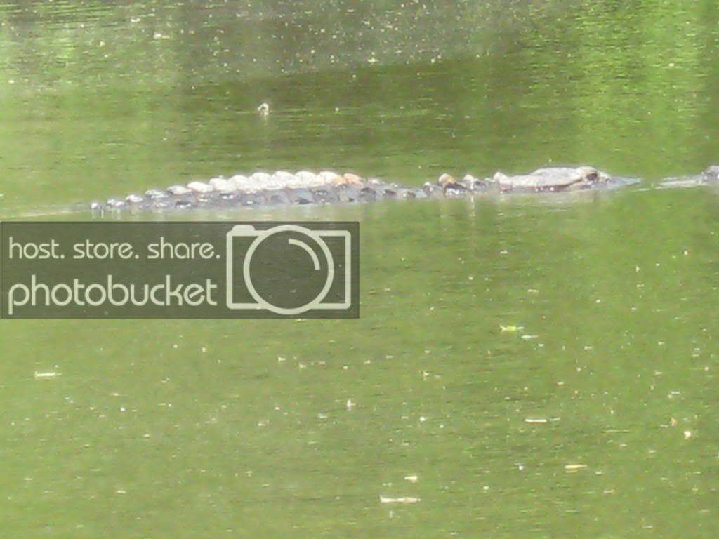 gator014.jpg