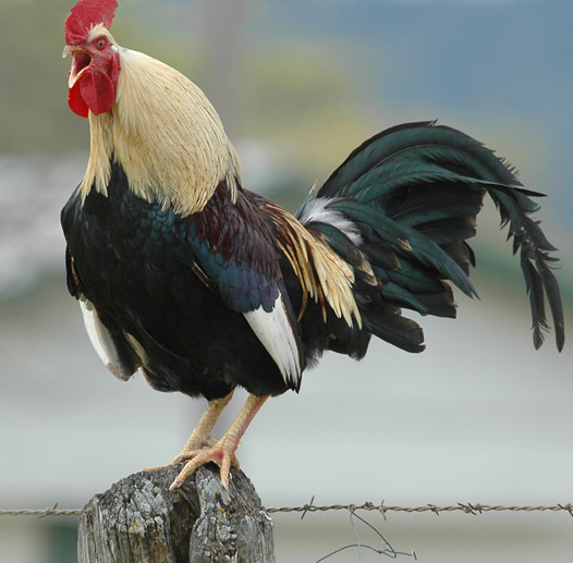 rooster.jpg