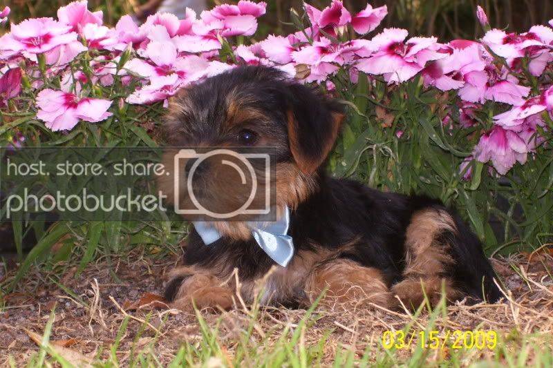 puppies069.jpg