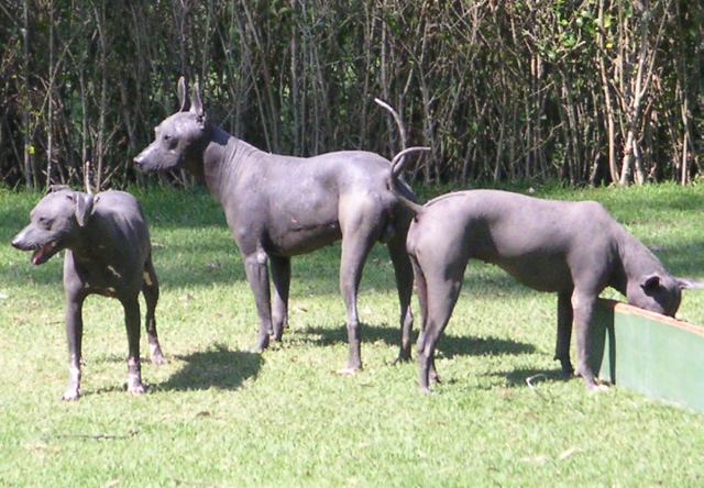 Mexico.Xoloitzcuintle.01.jpg