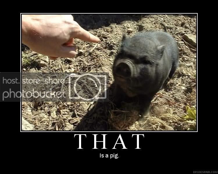 pig.jpg