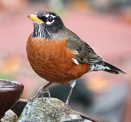 american_robin_6.jpg