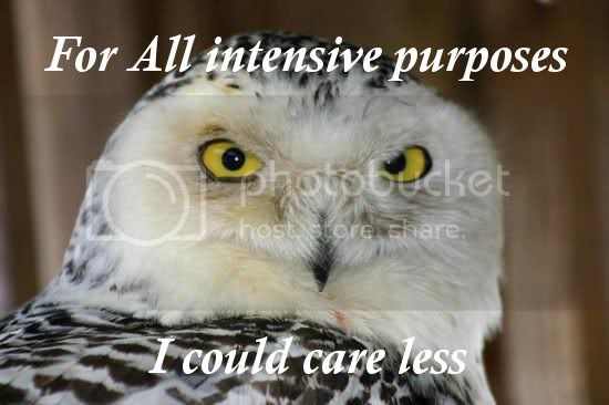 AIP_owl.jpg