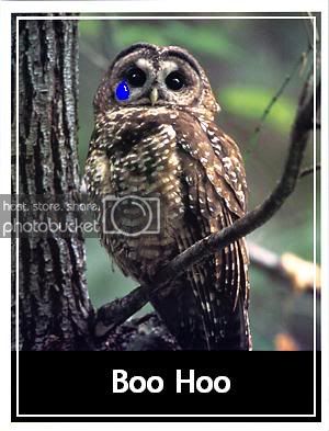 owl.jpg