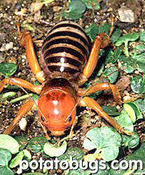 potato_bug.jpg