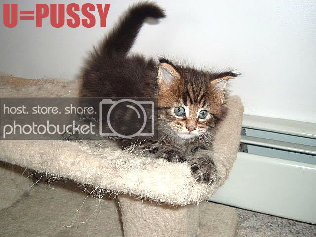 kitten1.jpg