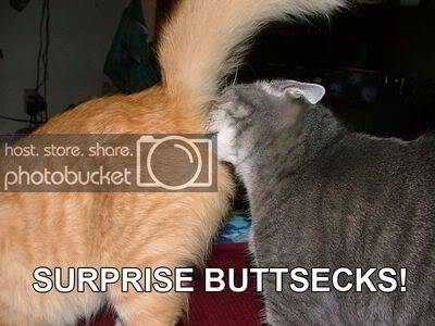 normal_cat-buttsecks.jpg