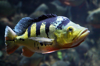 AwesomeFishRE.jpg