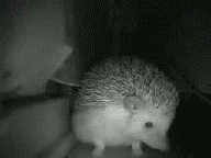 1242802948_animals_yawning.gif