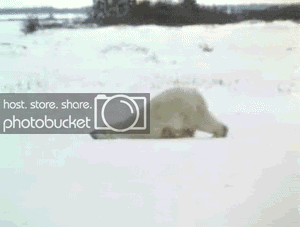 tumblr_lbcatelkjW1qbj97t.gif