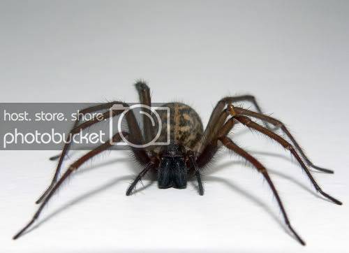 spider.jpg