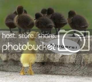 BlackDucks-1.jpg