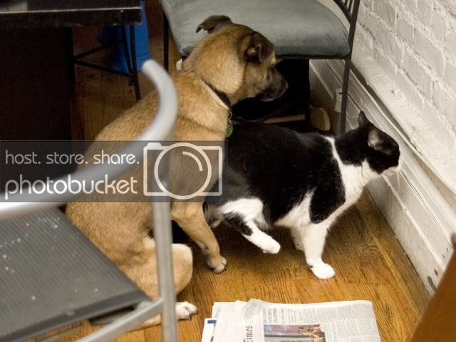doghumpingcat.jpg