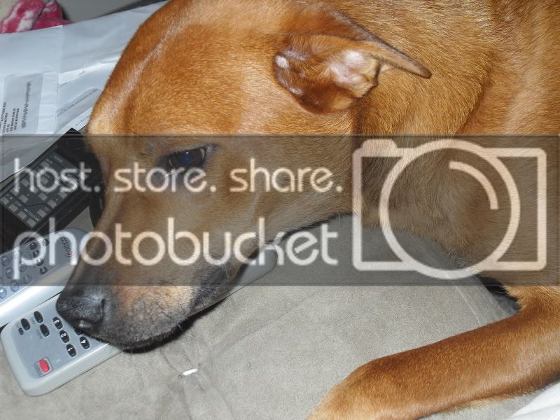 dogs029.jpg