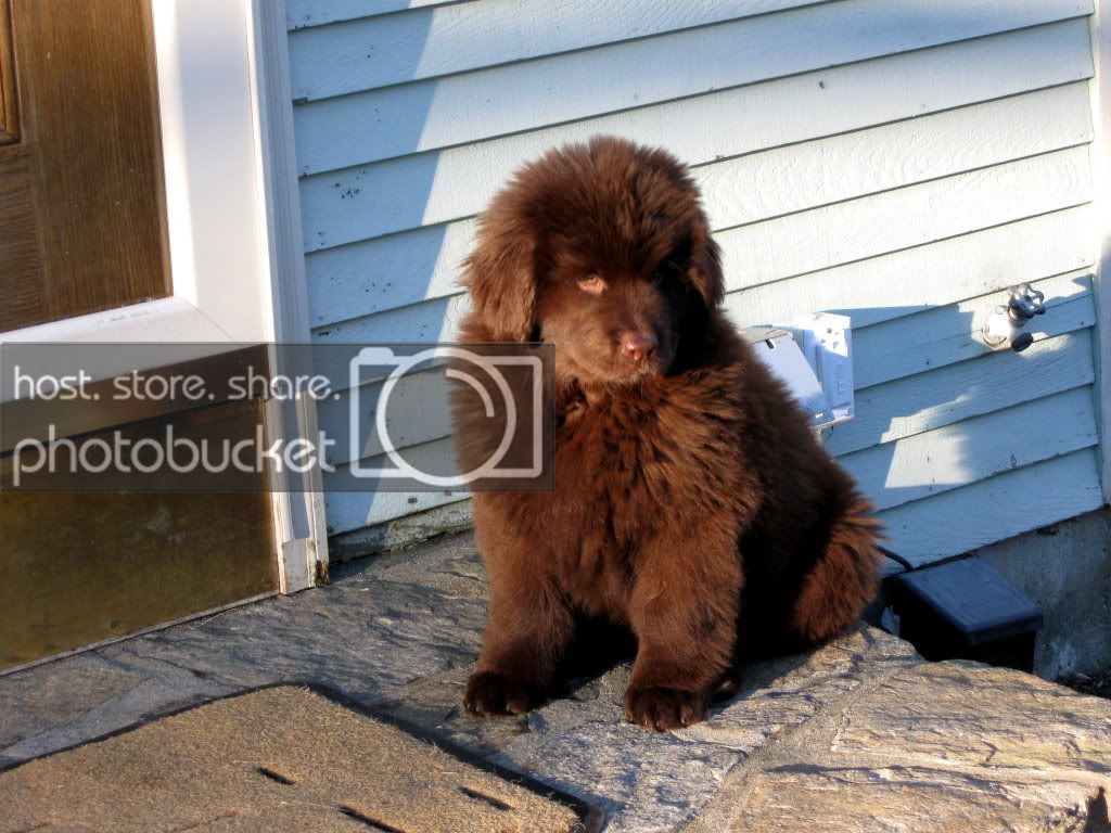 Pups_022.jpg