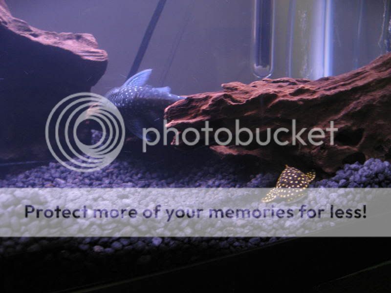 pleco004.jpg