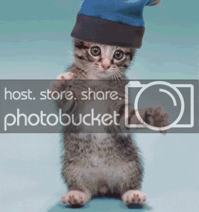 cat.gif