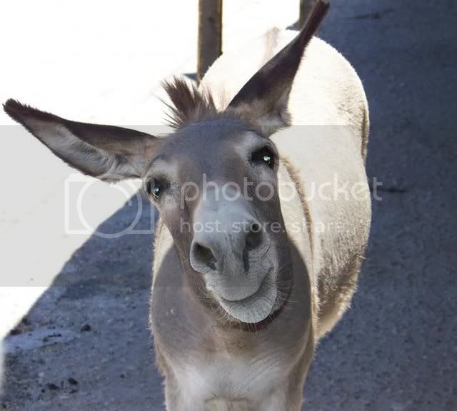 Donkey.jpg