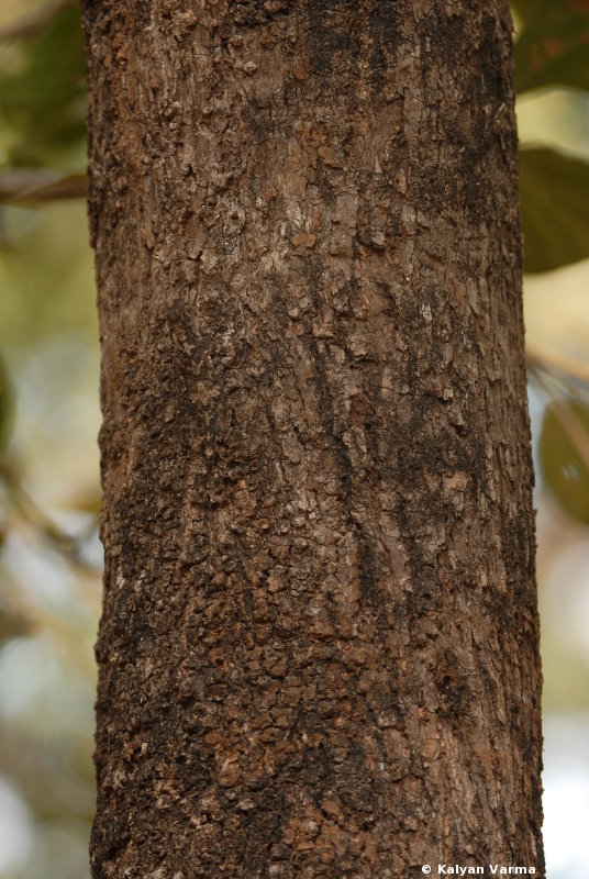 camo_bark.jpg