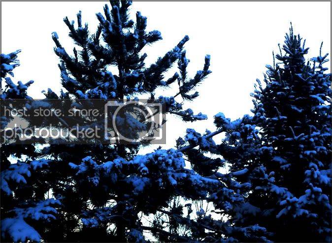 treeshopped.jpg