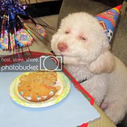 funnycakedog1.jpg