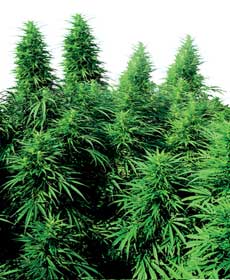 ruderalis-skunk-2304.jpg