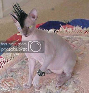 thecoolestcat.jpg