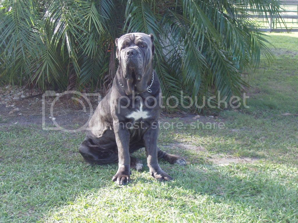 odinandrascal004.jpg