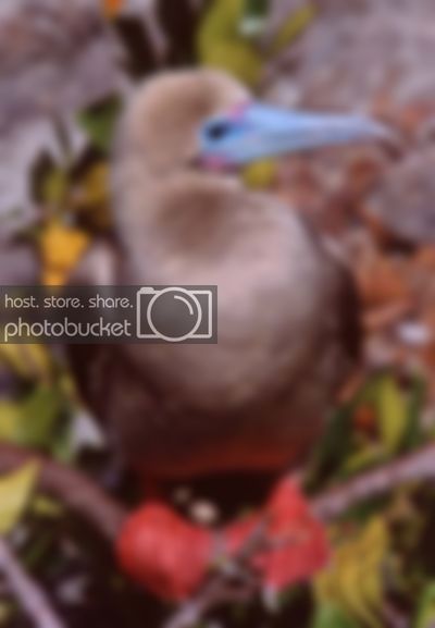 RedFootedbooby.jpg