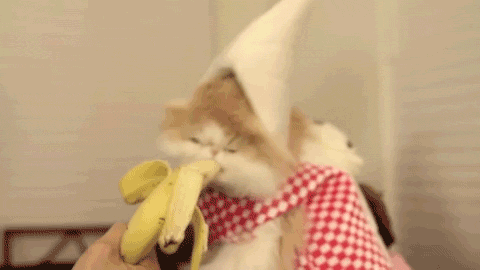 I+can+t+even+thanks+obama_5f72a0_4561211.gif