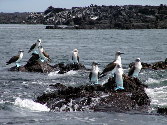 Boobies%20On%20Rocks.jpg