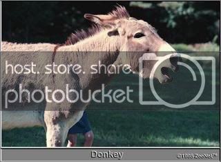 donkey.jpg