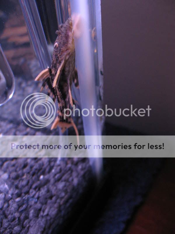 plecos014.jpg
