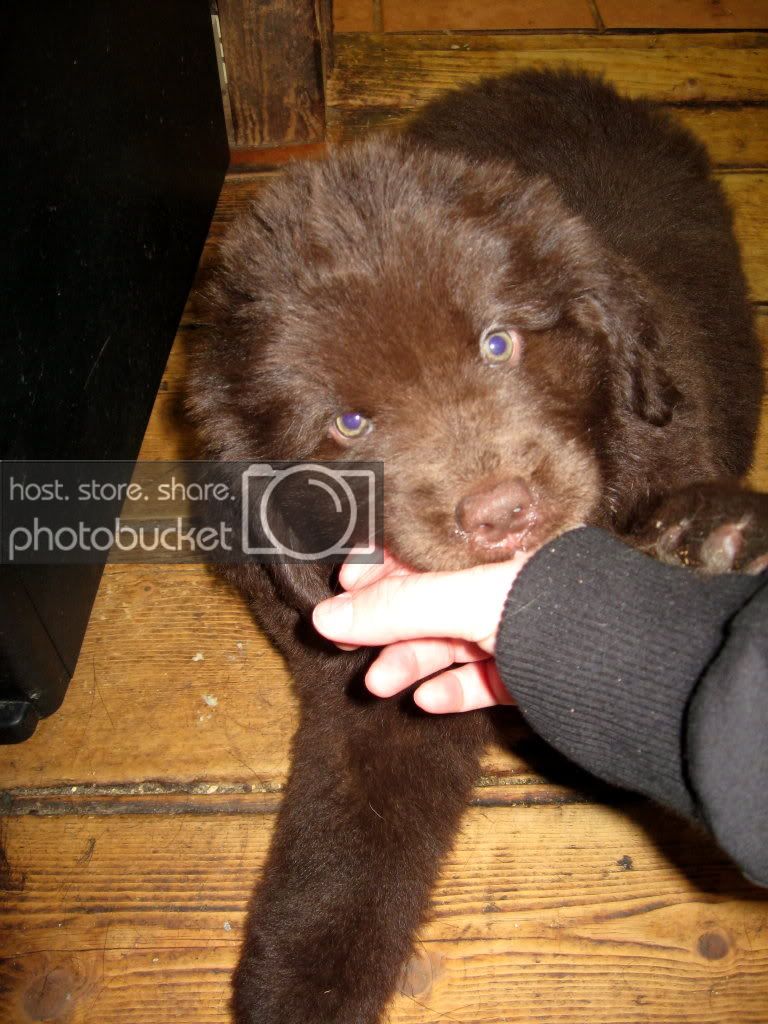 Pups_016.jpg