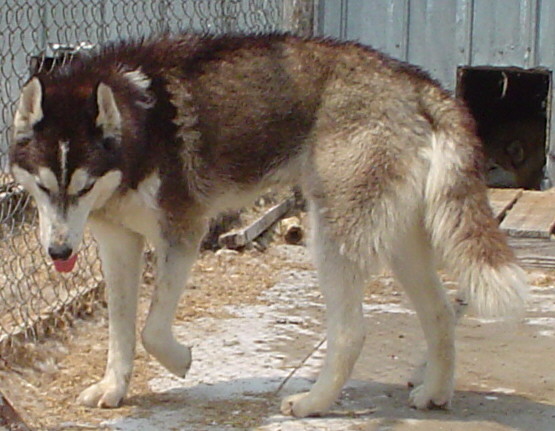 Nikko1.jpg