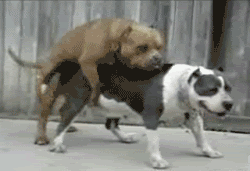 doggystylenoob.gif