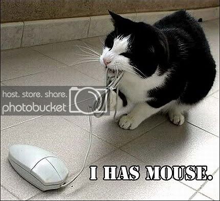 funny_cat_pictures_pc_2.jpg