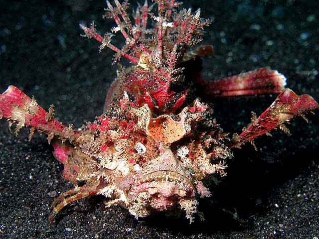 Devil-Fish-Lambeh-Strait-Ken-Knezick.jpg