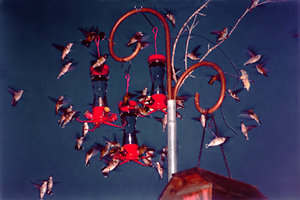 swarm.jpg