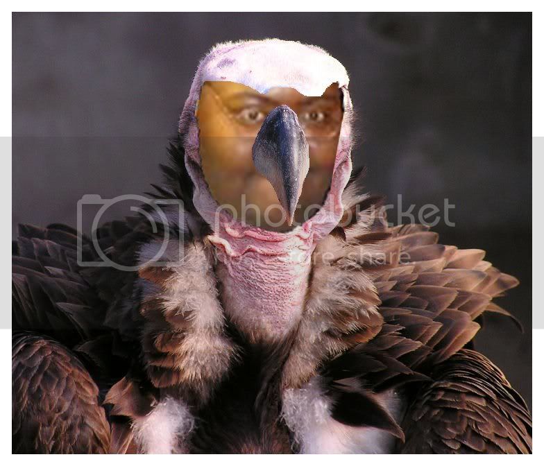 VultureBlazer.jpg