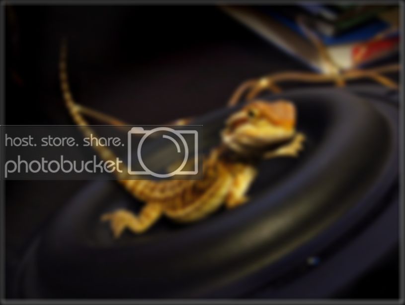 Lizard.jpg