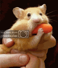 media2.gif