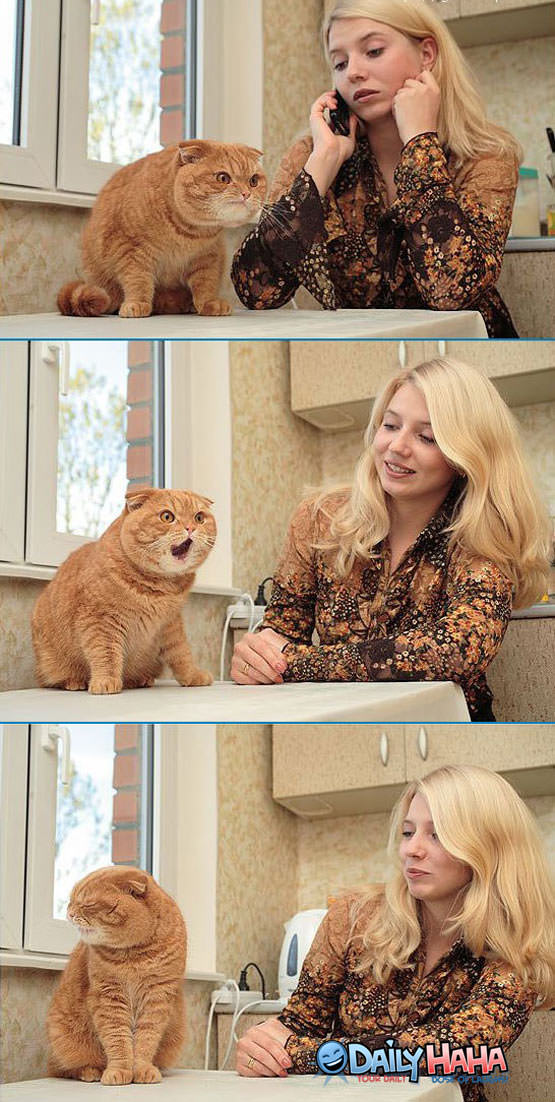 Insane_faces_cat.jpg