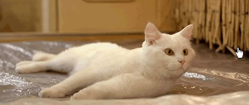 81522348.gif