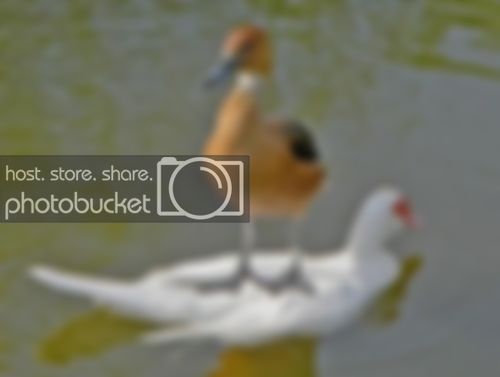 duckstation.jpg