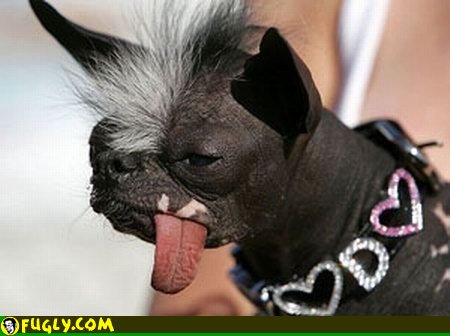 ugly_dog.jpg