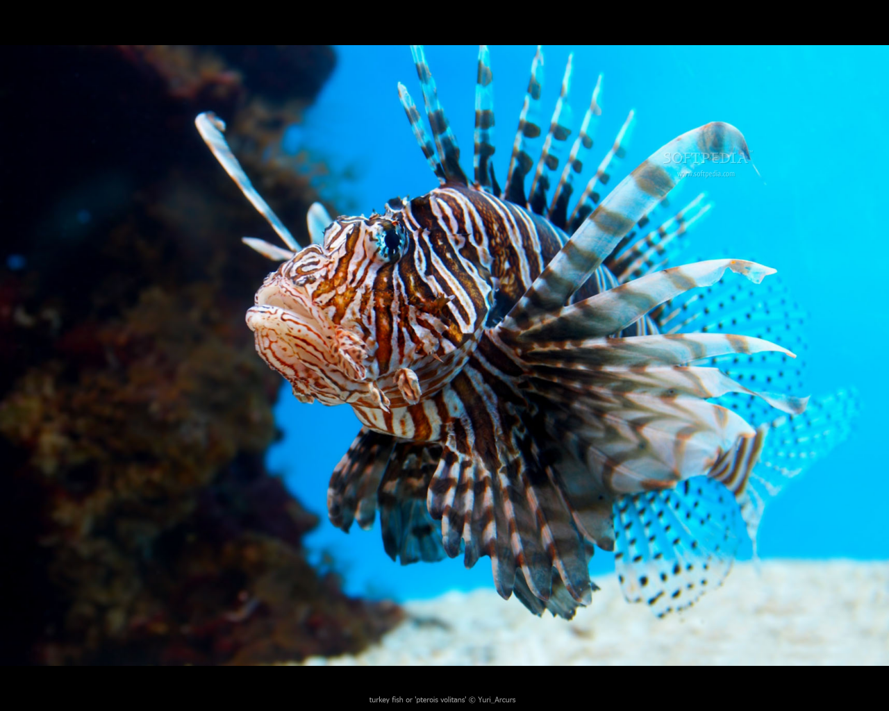 Exotic-fish-screensaver_3.png